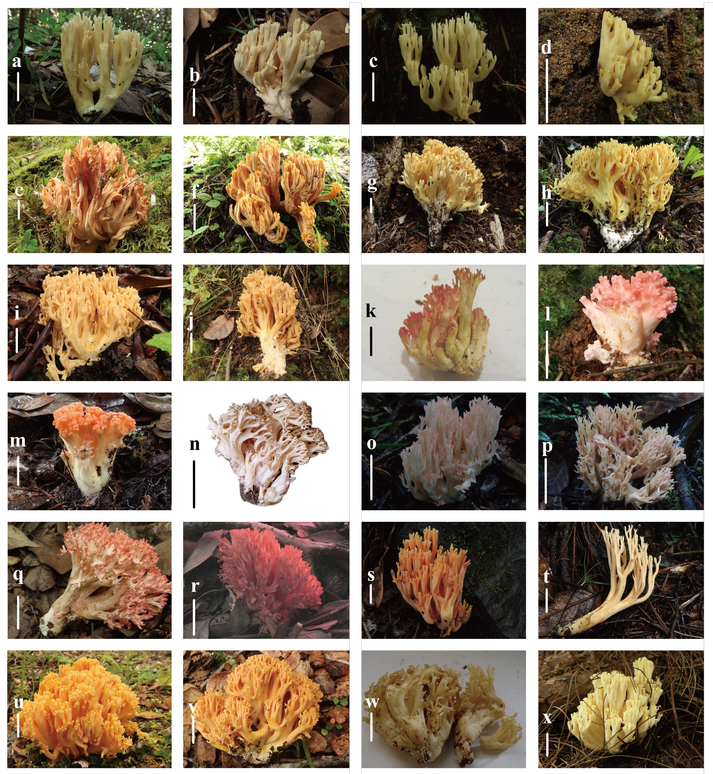 Figure 19